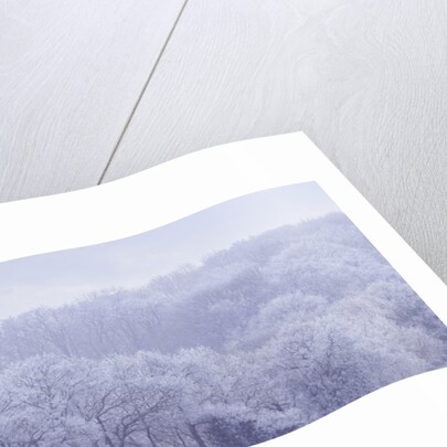 Misty forest by Assaf Frank